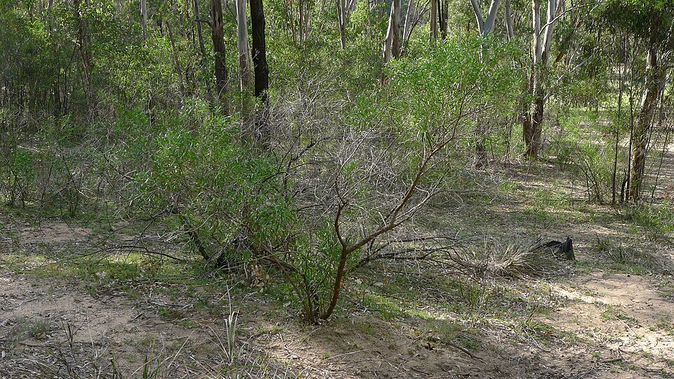 Myoporum (Ngaios) (alternate view 3)