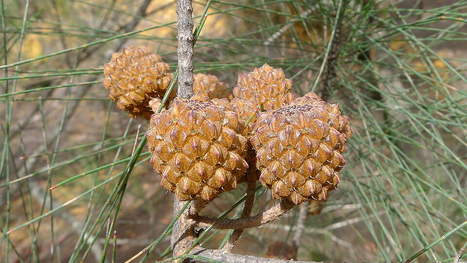Allocasuarina littoralis (Black sheoak) (alternate view 3)