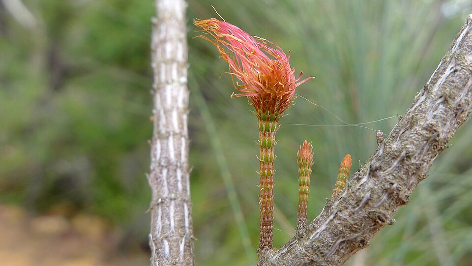 Allocasuarina littoralis (Black sheoak) (alternate view 4)