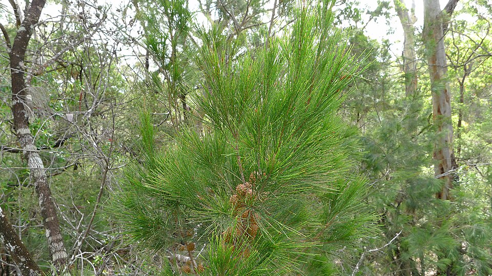 Allocasuarina littoralis (Black sheoak) (alternate view 5)