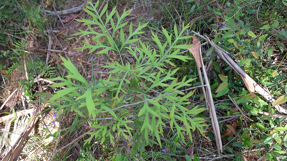 Lomatia silaifolia (Crinkle Bush) (alternate view 7)