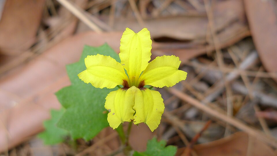 Goodenia rotundifolia (Star Goodenia) (alternate view 2)