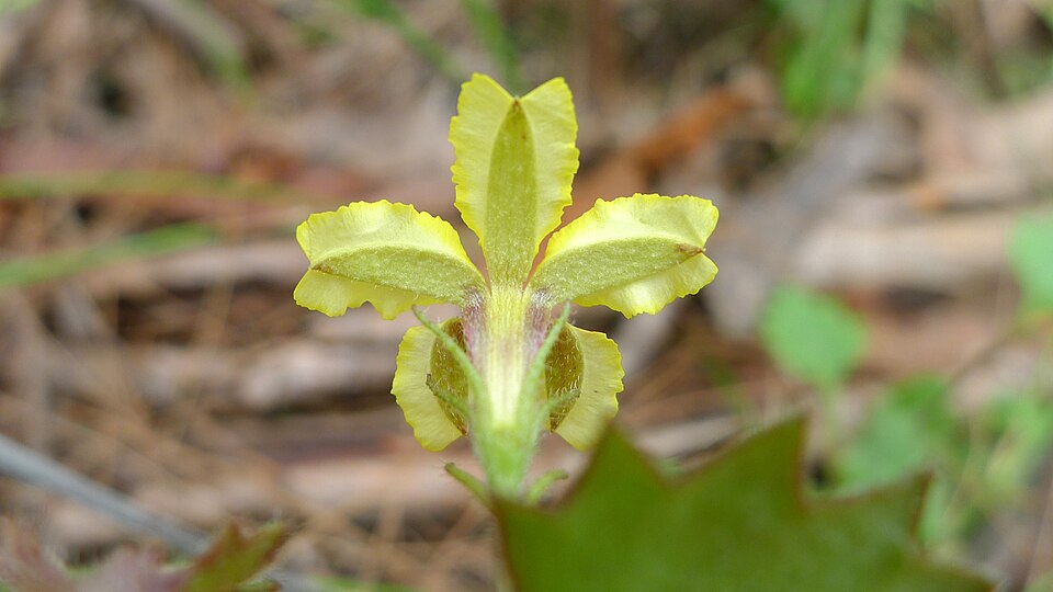 Goodenia rotundifolia (Star Goodenia) (alternate view 3)