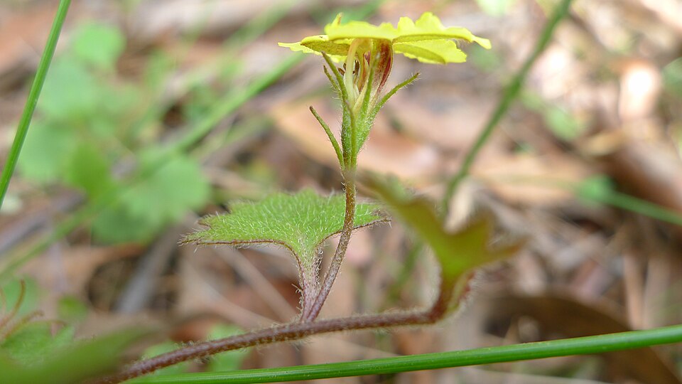 Goodenia rotundifolia (Star Goodenia) (alternate view 4)