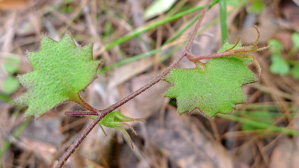 Goodenia rotundifolia (Star Goodenia) (alternate view 5)