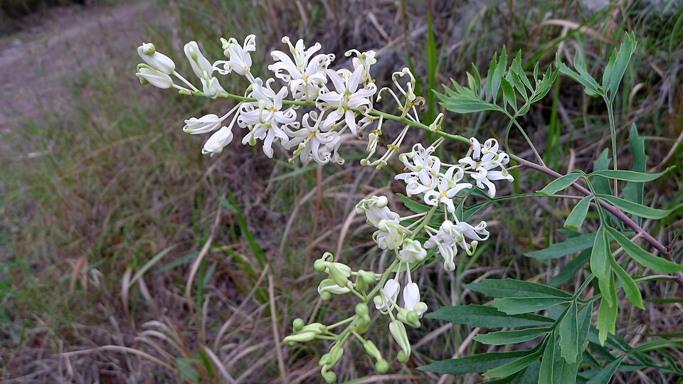 Lomatia silaifolia (Crinkle Bush) (alternate view 8)