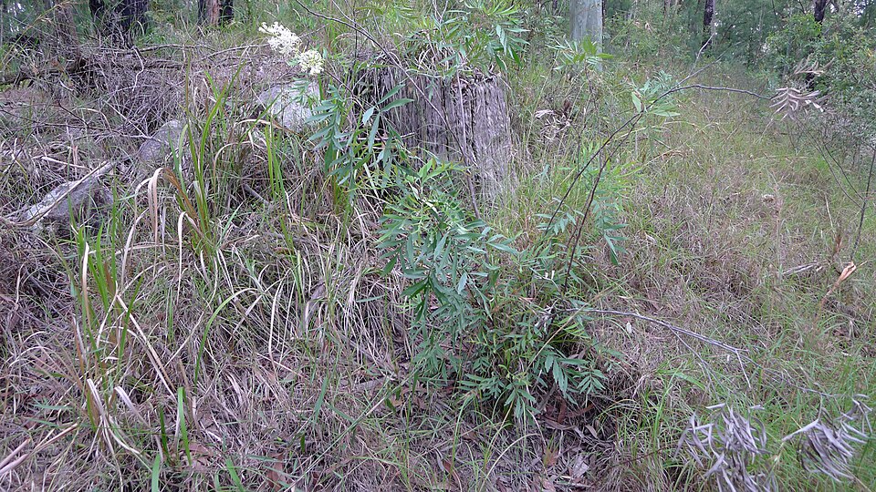 Lomatia silaifolia (Crinkle Bush) (alternate view 9)