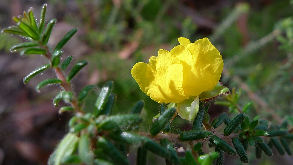 Hibbertia vestita (Hairy Guinea-flower)