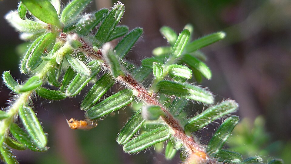 Hibbertia vestita (Hairy Guinea-flower) (alternate view 2)
