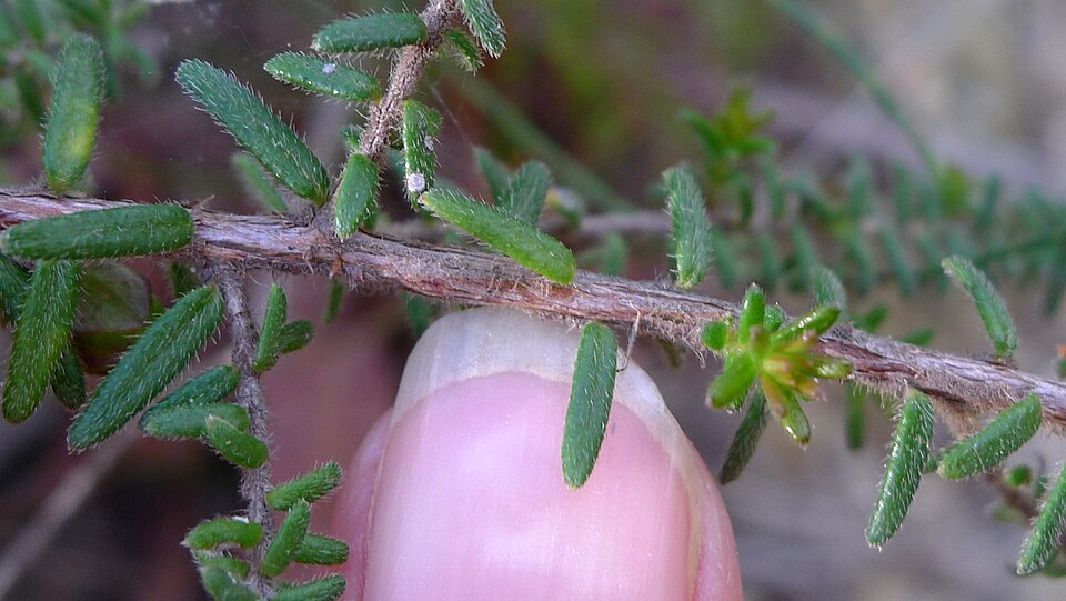 Hibbertia vestita (Hairy Guinea-flower) (alternate view 3)