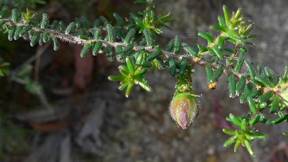 Hibbertia vestita (Hairy Guinea-flower) (alternate view 4)