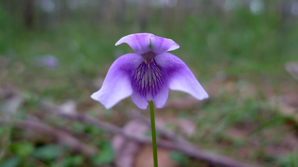 Viola hederacea (Ivy Leaved Violet)