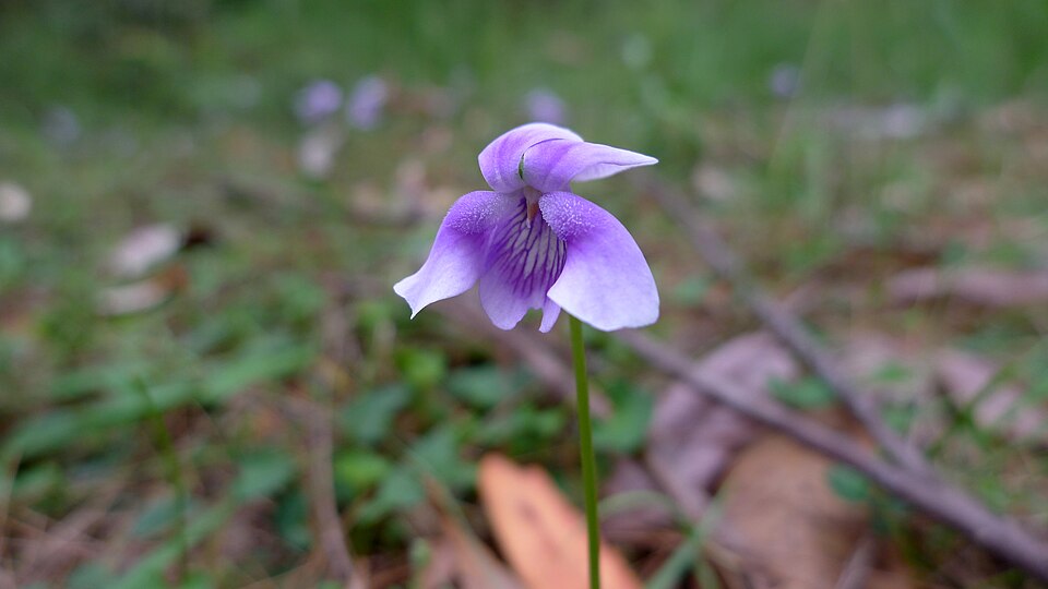 Viola hederacea (Ivy Leaved Violet) (alternate view 2)
