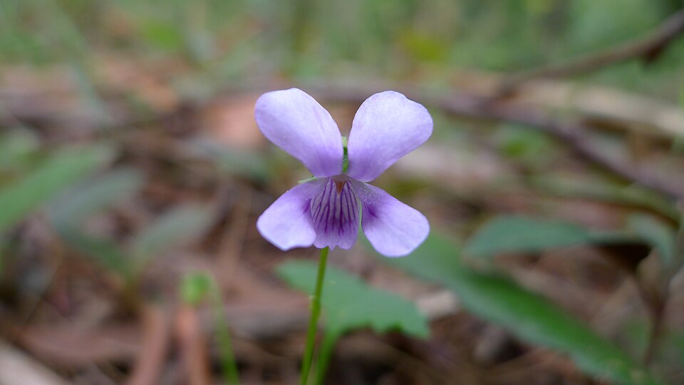 Viola hederacea (Ivy Leaved Violet) (alternate view 3)