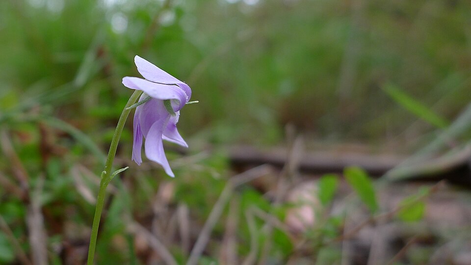 Viola hederacea (Ivy Leaved Violet) (alternate view 4)