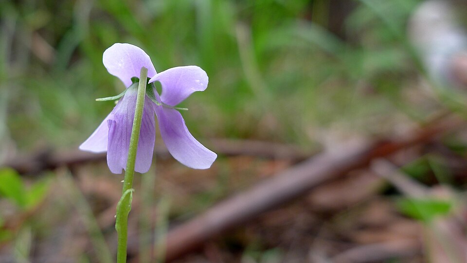 Viola hederacea (Ivy Leaved Violet) (alternate view 5)