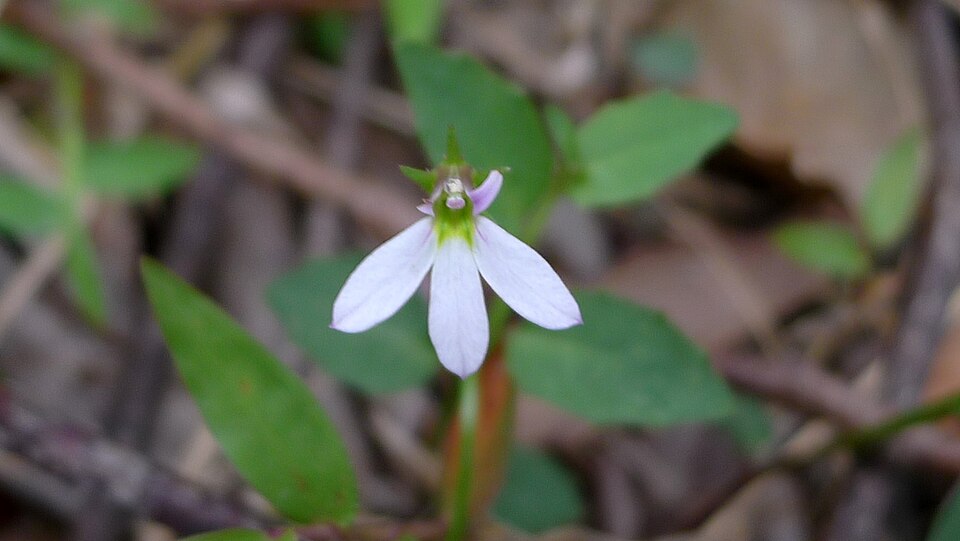 Lobelia purpurascens (White Root) (alternate view 2)
