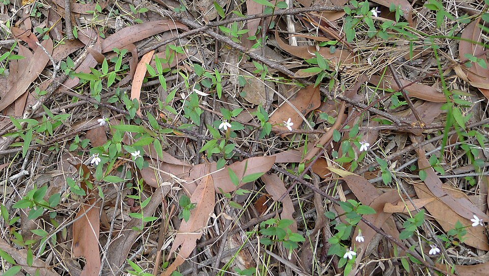 Lobelia purpurascens (White Root) (alternate view 3)