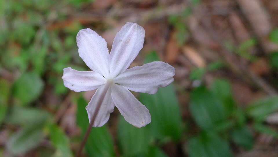 Tripladenia cunninghamii (kreysigia) (alternate view 8)