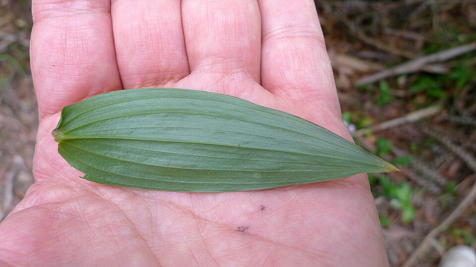 Tripladenia cunninghamii (kreysigia) (alternate view 10)