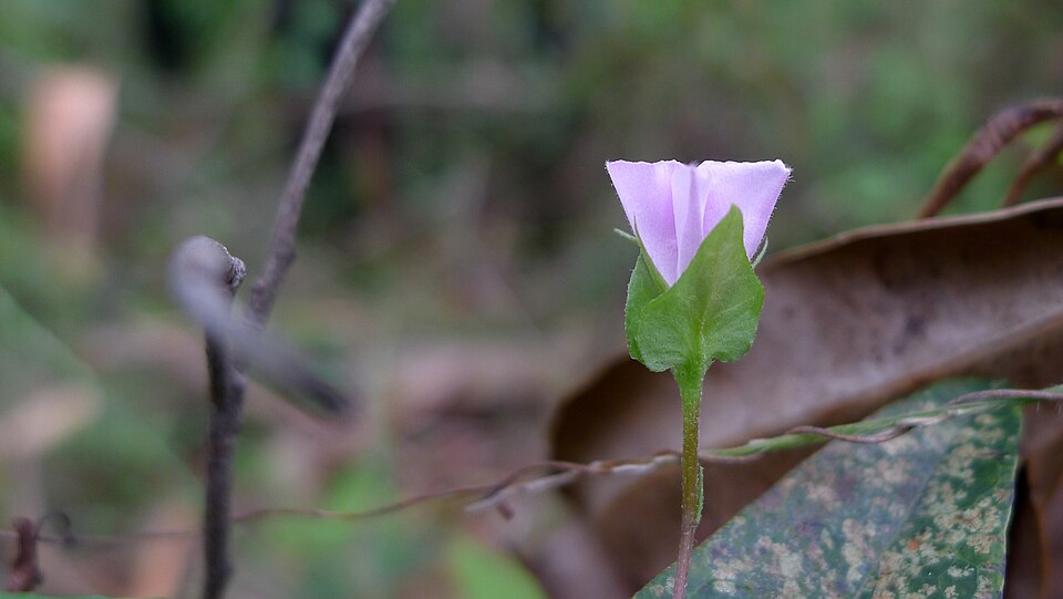 Polymeria calycina (slender bindweed) (alternate view 7)