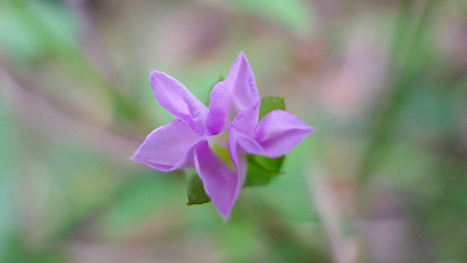Polymeria calycina (slender bindweed) (alternate view 9)