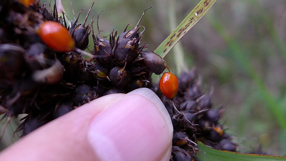 Gahnia aspera (Red-berried Saw-sedge) (alternate view 5)