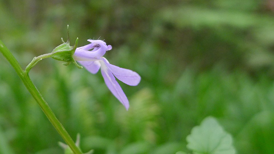 Lobelia trigonocaulis (forest lobelia) (alternate view 6)
