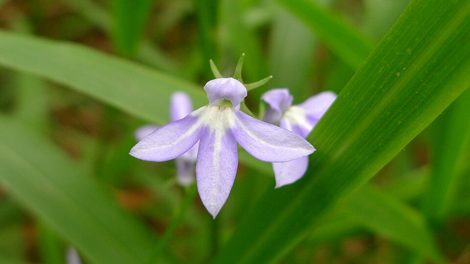Lobelia trigonocaulis (forest lobelia) (alternate view 7)