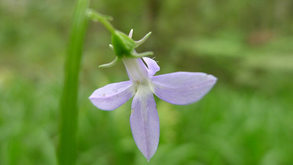 Lobelia trigonocaulis (forest lobelia) (alternate view 8)