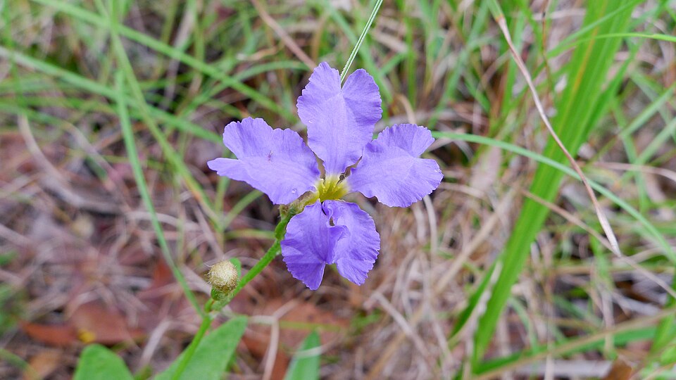 Dampiera stricta (Blue Dampiera) (alternate view 4)