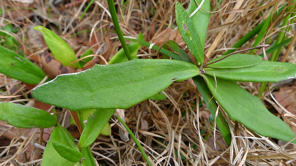 Dampiera stricta (Blue Dampiera) (alternate view 5)