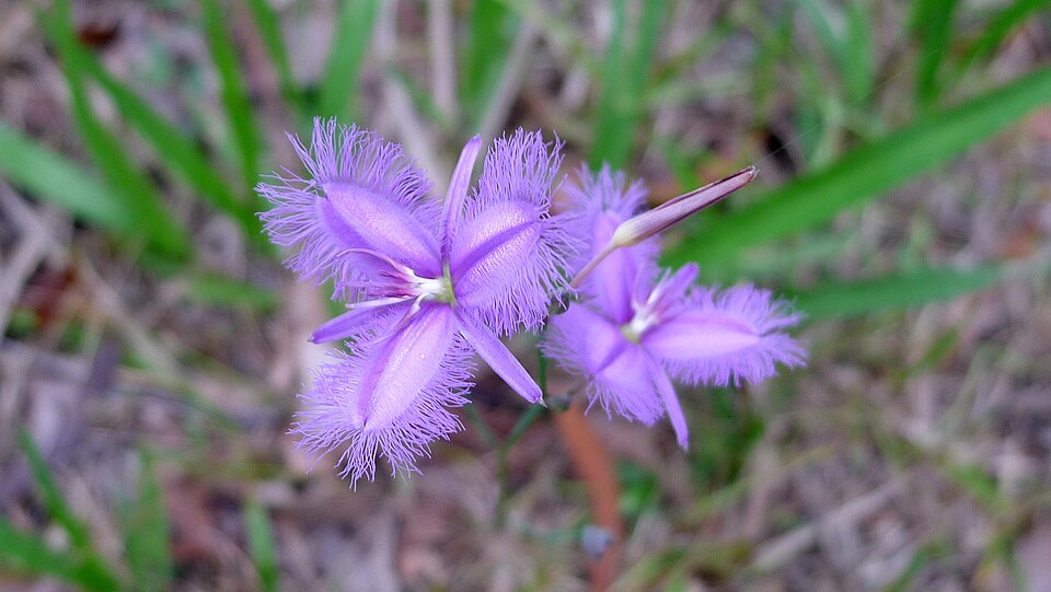 Thysanotus tuberosus (Common Fringe-lily) (alternate view 5)