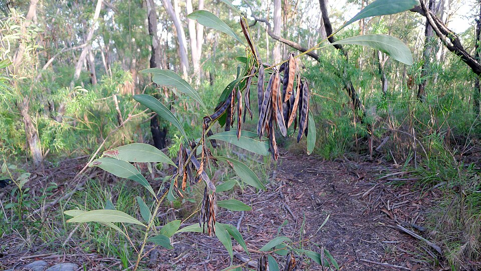 Acacia falcata (sickle wattle) (alternate view 9)