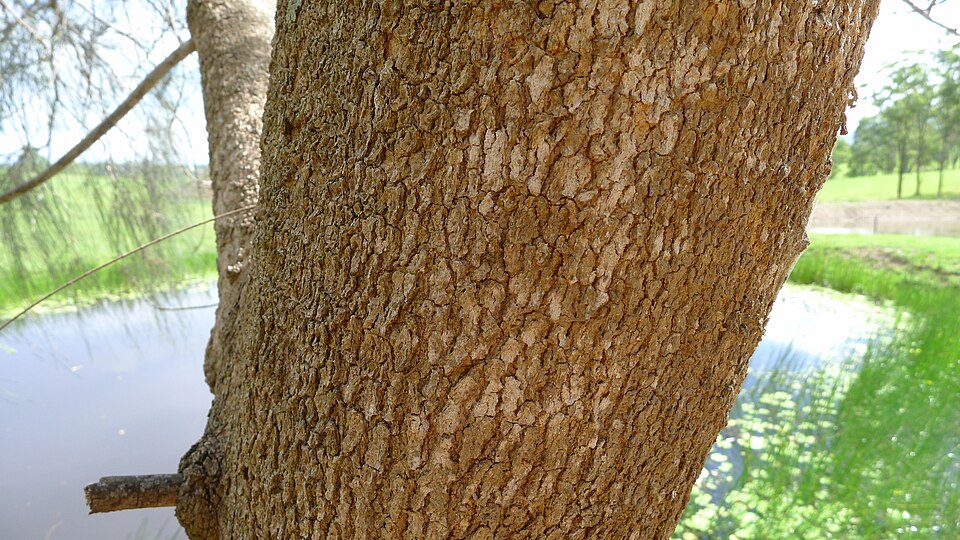 Casuarina glauca (Swamp sheoak) (alternate view 8)