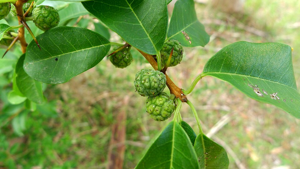 Maclura cochinchinensis (Cockspur Thorn) (alternate view 6)