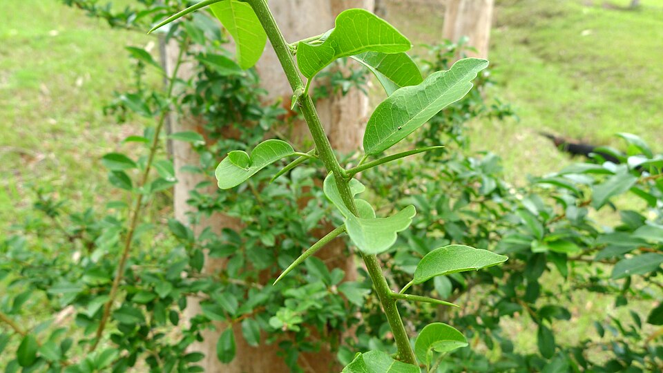 Maclura cochinchinensis (Cockspur Thorn) (alternate view 7)