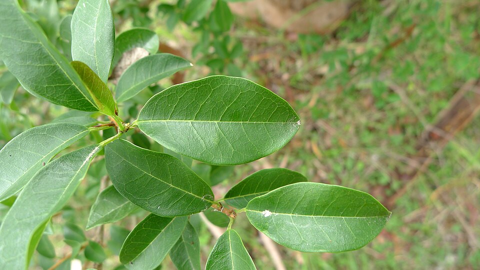 Maclura cochinchinensis (Cockspur Thorn) (alternate view 8)