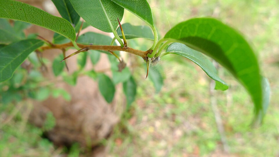 Maclura cochinchinensis (Cockspur Thorn) (alternate view 9)