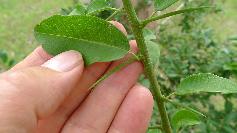 Maclura cochinchinensis (Cockspur Thorn) (alternate view 10)