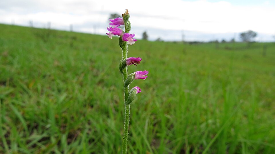 Spiranthes australis (austral ladies'-tresses) (alternate view 3)