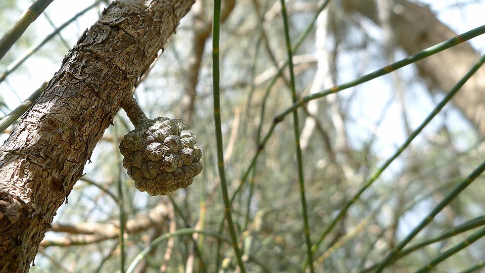 Casuarina glauca (Swamp sheoak) (alternate view 9)