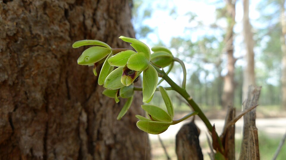 Cymbidium suave (Snake Orchid) (alternate view 9)