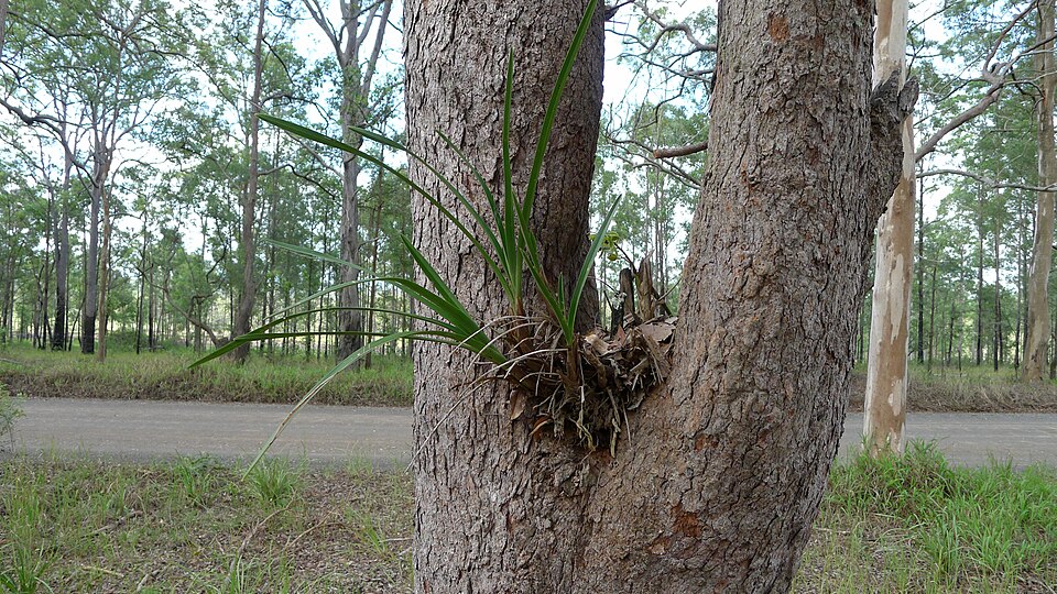 Cymbidium suave (Snake Orchid) (alternate view 10)