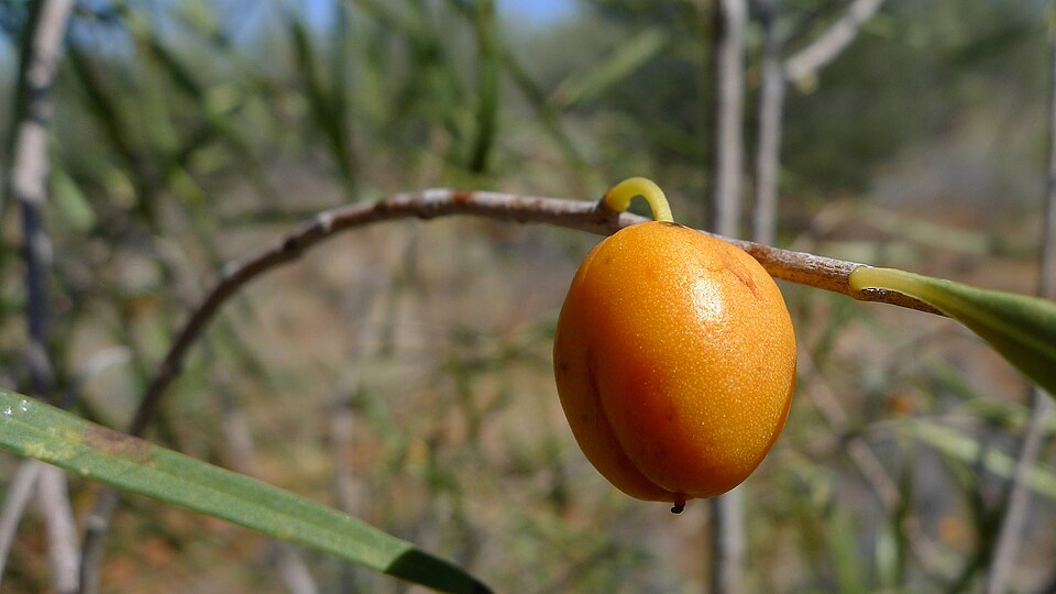 Pittosporum angustifolium (Native apricot) (alternate view 6)