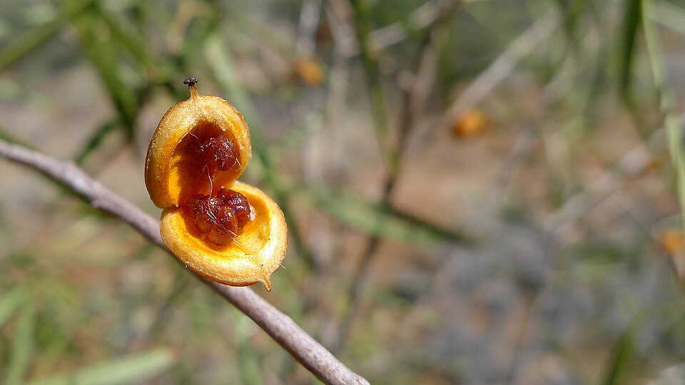 Pittosporum angustifolium (Native apricot) (alternate view 7)