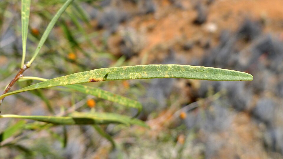 Pittosporum angustifolium (Native apricot) (alternate view 8)
