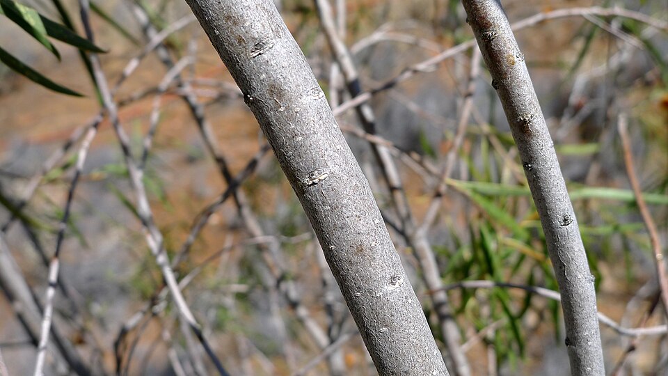 Pittosporum angustifolium (Native apricot) (alternate view 9)