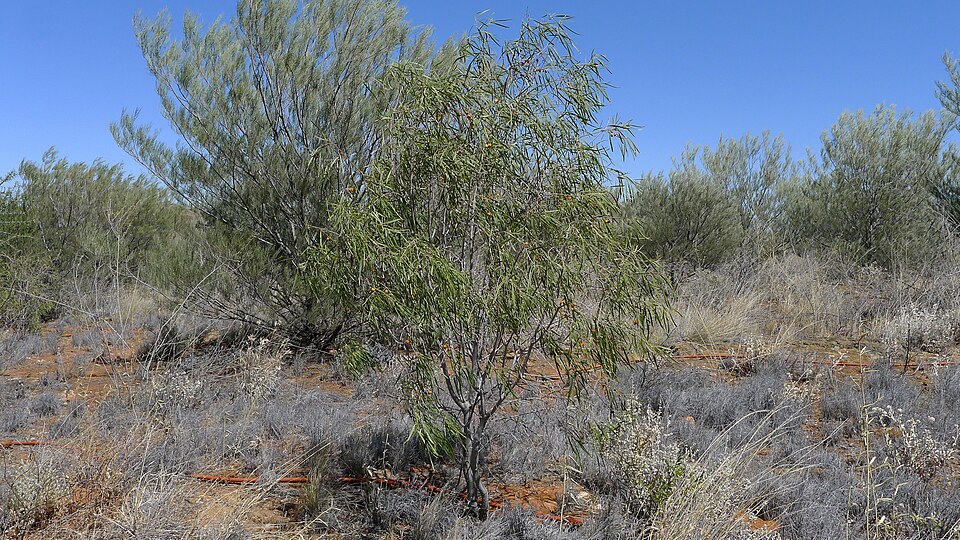 Pittosporum angustifolium (Native apricot) (alternate view 10)