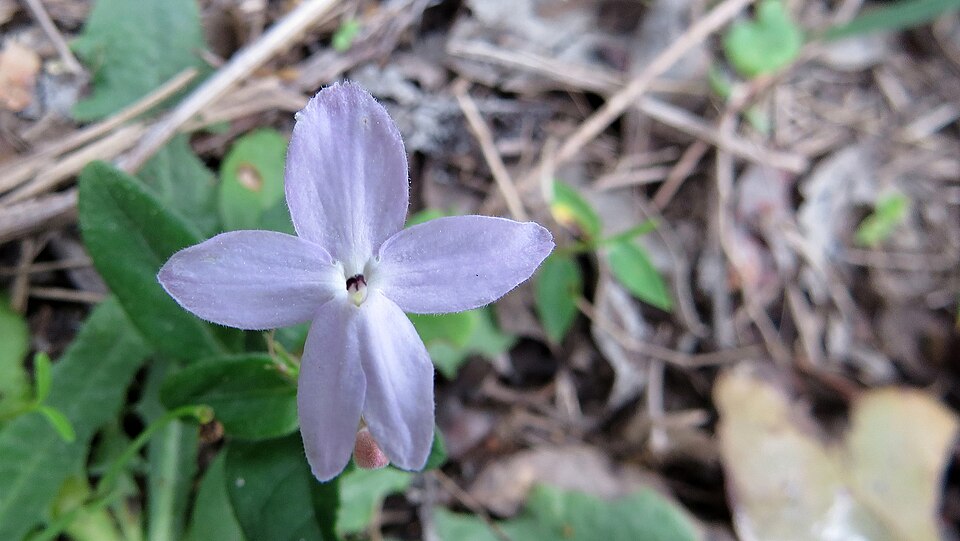 Pseuderanthemum variabile (Pastel Flower) (alternate view 5)